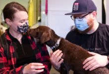 Pet Therapy Access via NDIS in Melbourne Suburbs