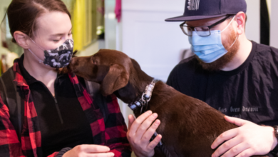 Pet Therapy Access via NDIS in Melbourne Suburbs